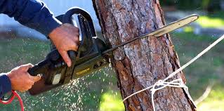 Best Tree and Shrub Care  in Tyro, NC